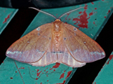 Omizodes complanata